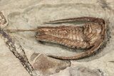 Rare, Apatokephalus Trilobite With Cephalopod & Brachiopods #209661-2